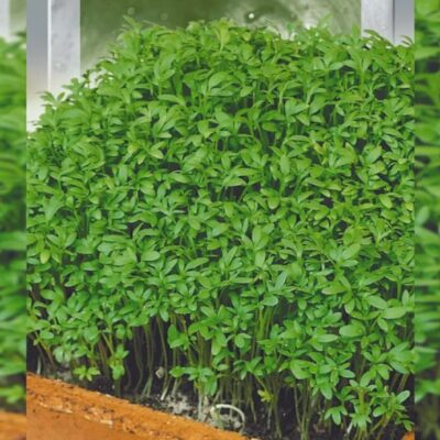 Garden Cress Smooth-Leaved
