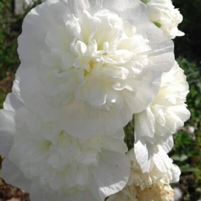 Hollyhock Double White