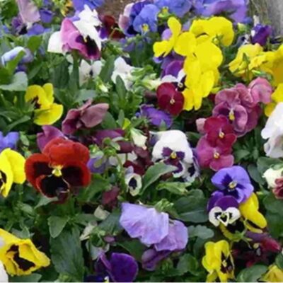 بانسي فيولا سويس ميكس