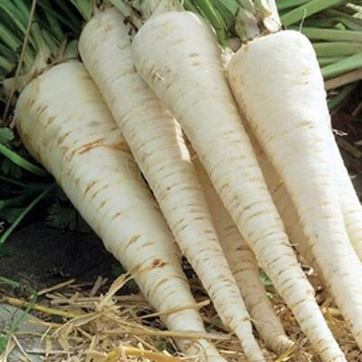 جذر البقدونس خاركوفشانكا