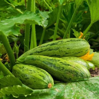 كوسة البحار