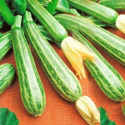 كوسة البحار