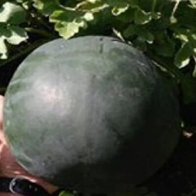 بطيخ روزاريو F1