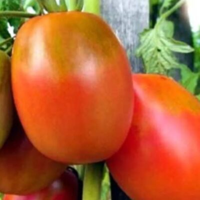 طماطم التشكا