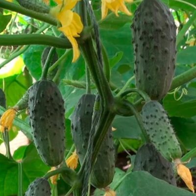 خيار كوليبري F1