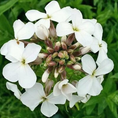 زهور الصاروخ الابيض