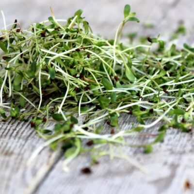 مايكروجرين برسيم الفالفا