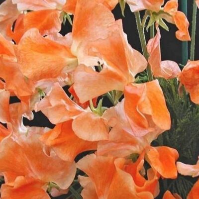 Sweet Pea Orange