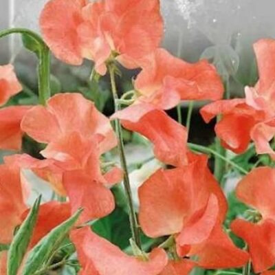 Sweet Pea Orange