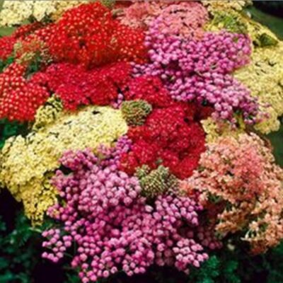 زهور مزيج اليرو