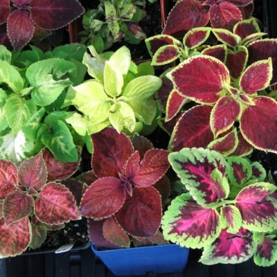 كوليوس مزيج نبات السجاد