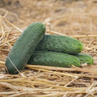 خيار انتي سيباتور F1