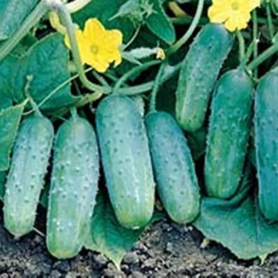 خيار الاخطبوط F1