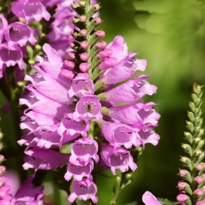 زهور راس التنين الزهري