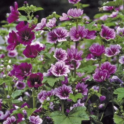 زهور مالو زيبرينا