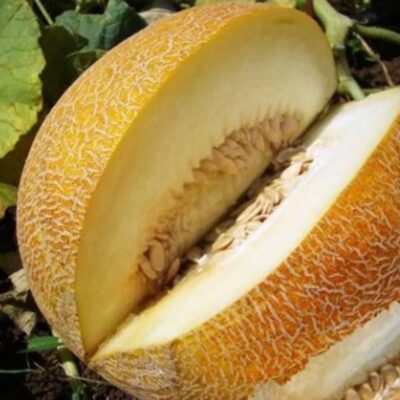 شمام العسل تالي