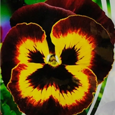 زهور الفيولا