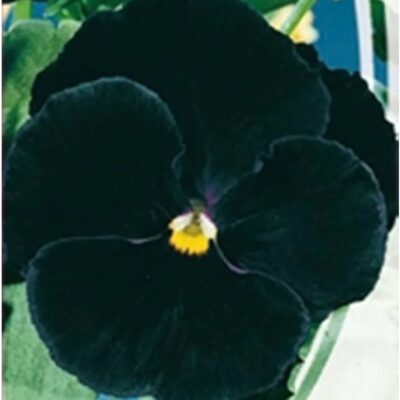 زهور بانسي فيولا الملك الأسود