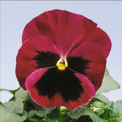 زهور بانسي فيولا لورا