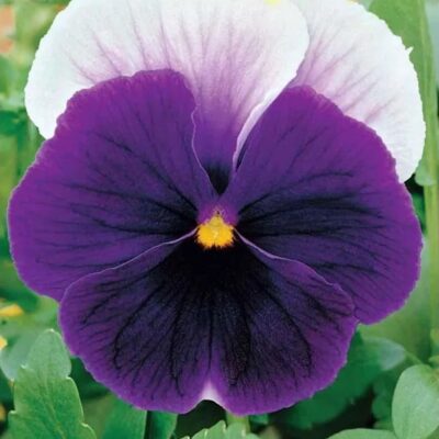 زهور بانسي فيولا لورد بيكونزفيلد