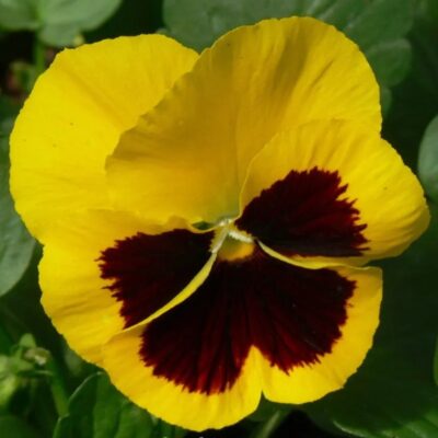 زهور بانسي فيولا قبلة الشمس المشرقة