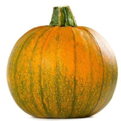 يقطين دانكا بولكا - قرع