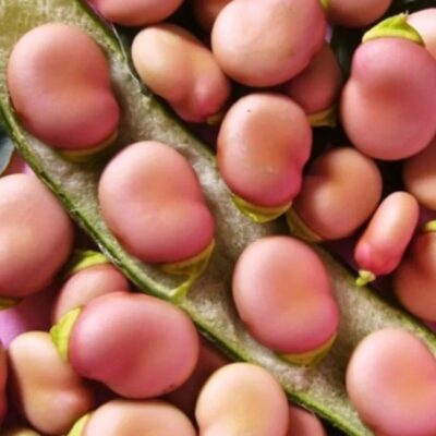 فول هانجدالن