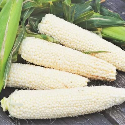 Corn Pop Corn Cutton