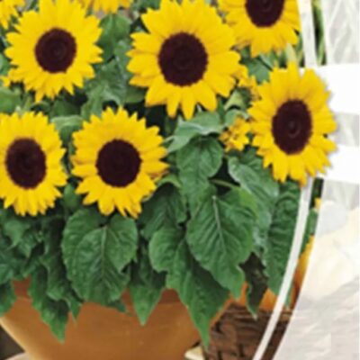 زهور دوار الشمس الكسوف