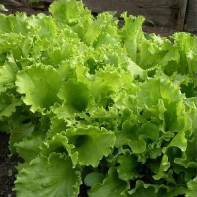 خس أوديسا مجعد