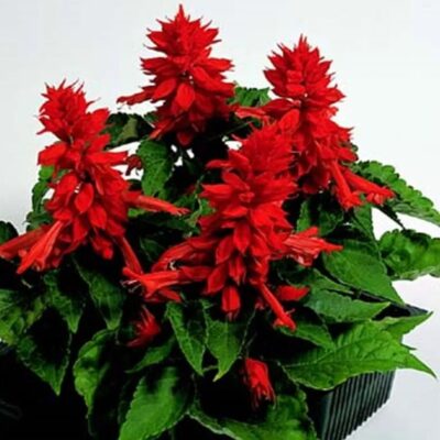 زهور سالفيا سكارليت الحمراء