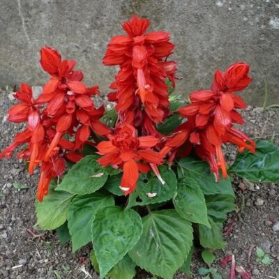 زهور سكارليت القزمية الحمراء