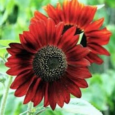 زهور دوار الشمس الحمراء