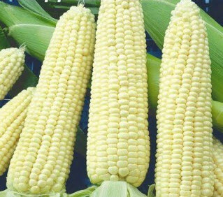 Sweet Corn Giant Andriviivska F1