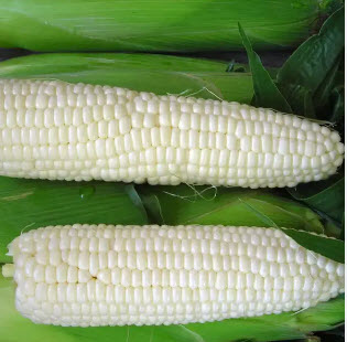 Sweet Corn Giant Andriviivska F1