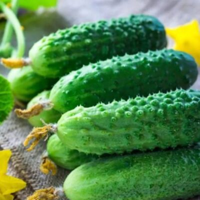 خيار إيكول F1