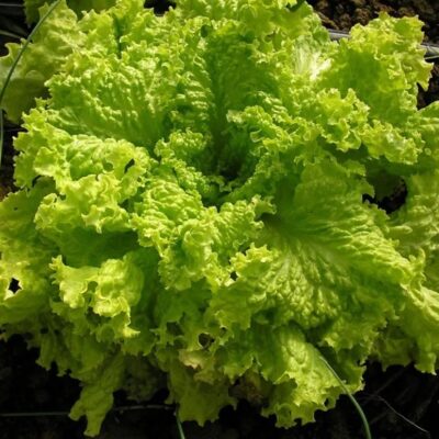 خس جراند رابيدز