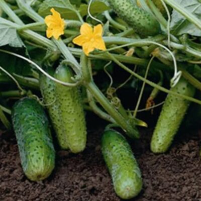 خيار بوتشيني F1