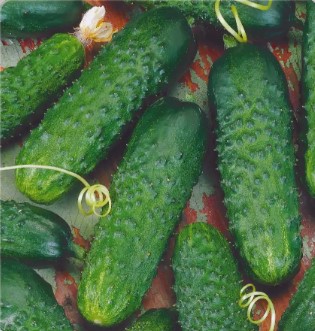 خيار ديريكتور F1