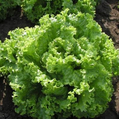 خس الاسترالي المجعد