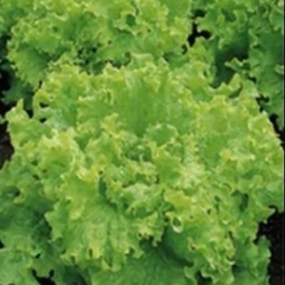 خس الاسترالي المجعد