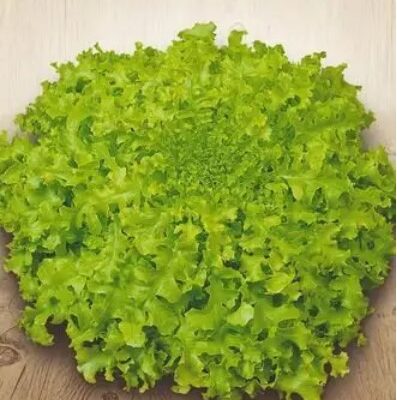 Leaf Lettuce Kucheryavets