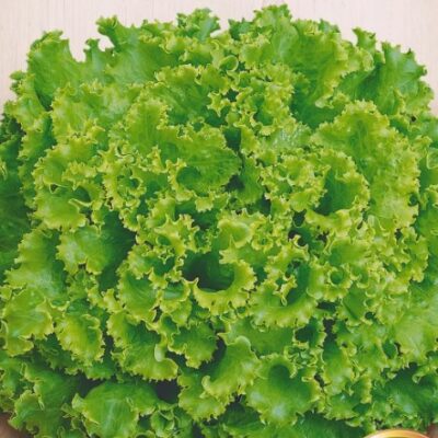 Leaf Lettuce Kucheryavets