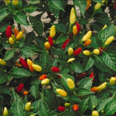 فلفل تاباسكو حار إيطالي