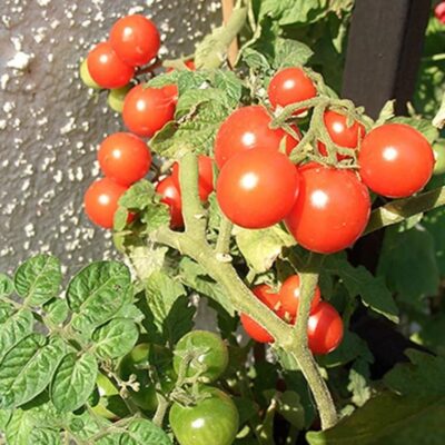 طماطم الشرفة الحمراء F1