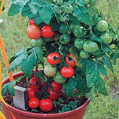 طماطم الشرفة الحمراء F1