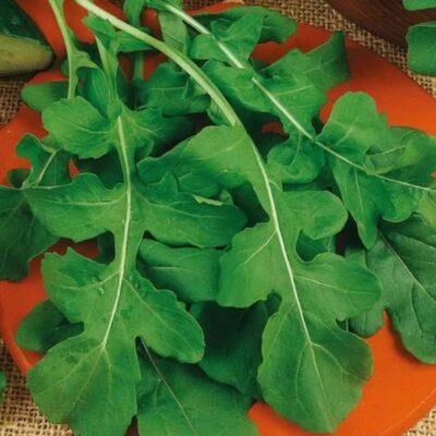 Arugula Indau