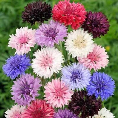 زهور الذرة متنوعة