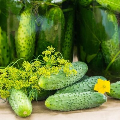 Cucumber Borus F1