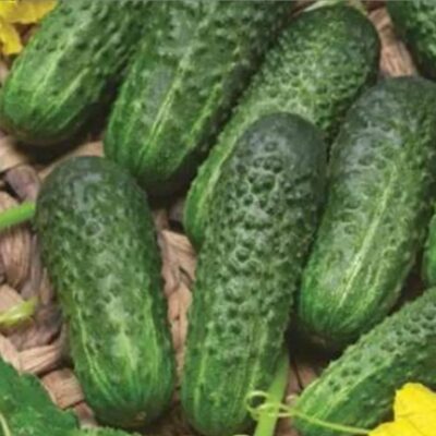 خيار كوكي F1